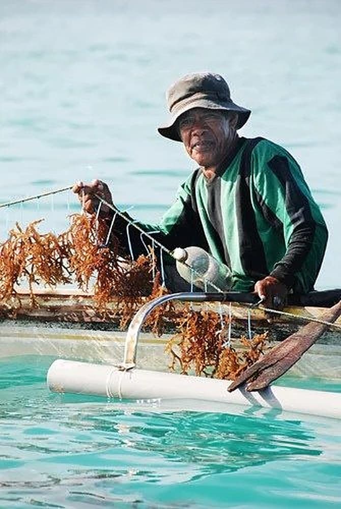 A seaweed farmer working the waters around Semporna, Sabah